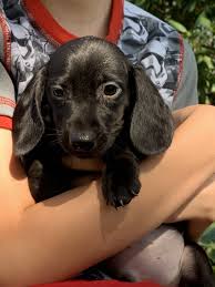 Feeding your dachshund puppy a proper healthy diet will also help them maintain a healthy weight that will decrease their chances of back problems. Dachshund Puppies For Sale Otisville Ny 306099