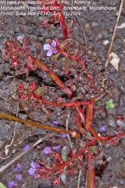 Image result for Nesaea crassicaulis