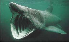 7 Basking Shark The Second Largest Fish In The World Basking Sharks Use Their Might To Feed On Tin Basking Shark Deep Sea Creatures Scary Animals
