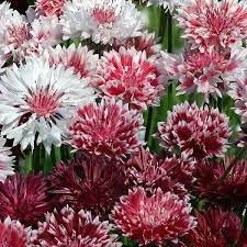 Bachelor S Button Seeds 8 Varieties Annual Flowers Flower Seeds Flower Farm