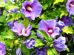Image result for Hibiscus syriacus Violet Clair Double