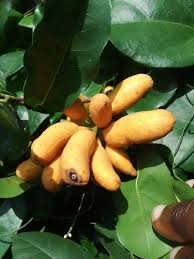 Image result for Uvaria tanzaniae