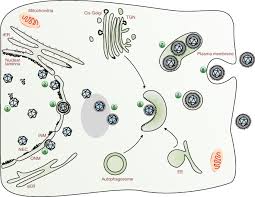Little known immunity nutrient helps beat herpes. Remodeling Of Host Membranes During Herpesvirus Assembly And Egress Springerlink