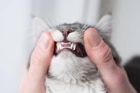 Snaggletooth And Other Smile Types Across Cultures - Beseen