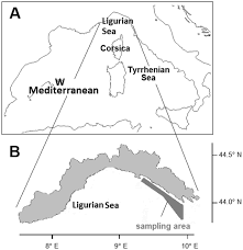 Le previsioni a messina sempre aggiornate e affidabili ➤ a messina oggi cieli in prevalenza parzialmente nuvolosi, con nubi pomeridiane associate a deboli piogge. Ingestion And Elimination Of Anthropogenic Fibres And Microplastic Fragments By The European Anchovy Engraulis Encrasicolus Of The Nw Mediterranean Sea Springerlink