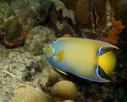 Names Birds That Start With Q 10 Elite Animals Whose Names Begin With The Letter Q Animals Fish Pet Angel Fish