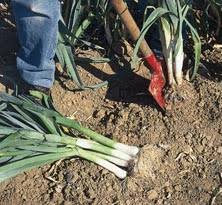 A l'extérieur, il vaut mieux arroser les plantes le soir, ou tôt le matin, avant que le soleil ne cogne. Comment Reussir La Culture De Ses Poireaux Les Plants De Legumes