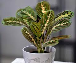Free shipping on orders over tk ৳2000 01912746569, 01727941201 Maranta Leuconeura Prayer Plant Care Guide The Contented Plant