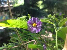 Image result for Lycianthes rantonnetii