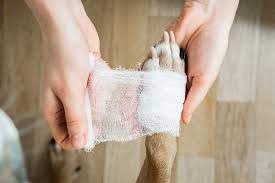 How to Treat Minor Pet Wounds at Home | Oakland Veterinary Referral Services