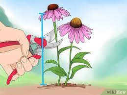 Coneflowers, also known as echinacea, are tough little native flowers that draw butterflies, bees, and birds to the garden! 3 Ways To Prune Coneflowers Wikihow