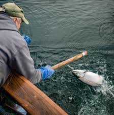 By 1900, over 85 per cent of the fish annually caught in alaska waters were salmon. On The Water In Alaska Where Salmon Fishing Dreams Live On The New York Times