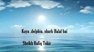 Shark meat is seafood that majority of scholars classify as halal to eat for muslims. Is Shark Halal Is Shark Fin Soup Halal