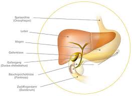 Gallensteine (cholelithiasis) sind schmerzhafte ablagerungen in gallenblase oder im gallengang. Gallensteine Krankenhaus Lunen