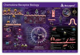 Chemokines And Chemokine Receptors