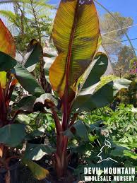 Image result for Ensete ventricosum