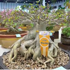 Bonggol batang bawah yang melekuk, tajuk rapi tanpa daun, dan bunga berwarna. Bibit Benih Biji Adenium Black Thaisoco Arabicum Thai Soco Cocok Untuk Bonsai Isi 10 Biji Shopee Indonesia