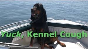 In some patients lung cancer does grow and spread rapidly and in some lung cancer patients the lung cancer can be slow to progress. What Kennel Cough Sounds Like And Treatment Youtube