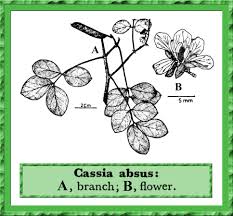 Image result for Chamaecrista absus