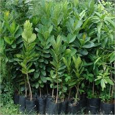 Image result for Calophyllum inophyllum