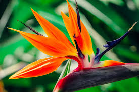 Nothing says tropical like white bird of paradise, with its enormous leaves, upright stems and exotic flowers. Bird Of Paradise Is The Stunning Plant Your Garden Is Missing Southern Living