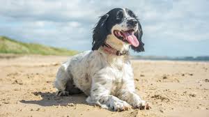 Открыть страницу «companion pet hospital» на facebook. Animal Care Center Of North Jersey Riverdale Nj Veterinarian