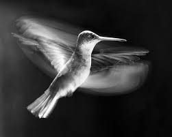 White Bird With Crazy Hair Turboprop Birds In Flight Black White Photos Black And White Photography