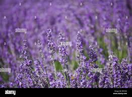 Lordington lavender hi-res stock photography and images