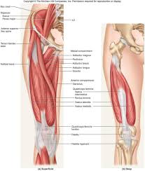 Rectus femoris these four muscles come together to form a single tendon, which inserts into the patella, or kneecap. Anatomy Physiology 1 Sayers Flashcards Ch 10 11 Muscle Tissue Studyblue Anatomy And Physiology Anatomy Leg Anatomy
