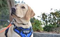 Seizure Response Dogs - Epilepsy Foundation of Connecticut