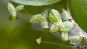 We really appreciate what duckweed contributes to the garden pool. Lemna Spp Duckweed Several Species Flowgrow Aquatic Plant Database