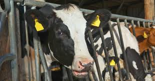 Includes key facts, definition, symptoms, exposure, transmission, treatment, prevention, who response. Gespenst Im Stall Botulismus W Wie Wissen Ard Das Erste