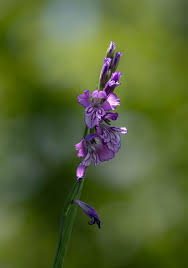 Image result for Gladiolus magnificus
