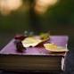 Wild about Poetry, Delamont Country Park | Forest event image