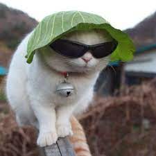 Jun 15, 2021 · disturbing footage circulated online shows a pest control salesman brutally kicking a cat. A Cat In A Lettuce Hat Pics