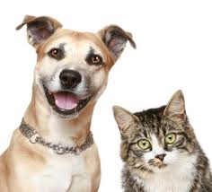 It seems to give them a sense of purpose. Exposition On Why Dogs Are Better Than Cats Shiver456