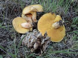 Image result for Suillus wasatchicus