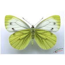 Image result for Pieris napi