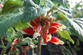 Image result for Impatiens niamniamensis