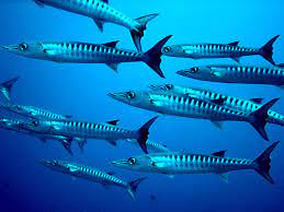 Barracuda, any of about 20 species of predacious fishes of the family sphyraenidae (order perciformes). National Marine Sanctuary Foundation