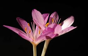 Image result for Colchicaceae
