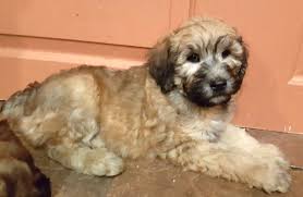 Welcome to rene's wonderful world of teddy bear puppies, the only place in the world where you can purchase the authentic original atba teddy bear puppy! Teddy Bear Puppies For Sale In Wausau Wi