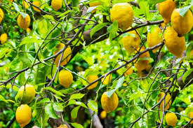 If space is limited, try growing your fruit in containers. 11 Dwarf Fruit Trees You Can Grow In Small Yards