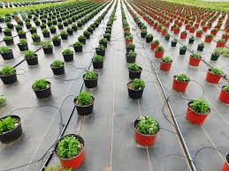 Landscaping fabric may also prolong the lifespan of organic mulches. Landscape Fabric In The Garden What It Is Pros Cons And How To Use Trees Com