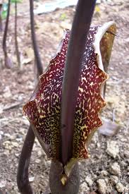 Image result for Sauromatum venosum