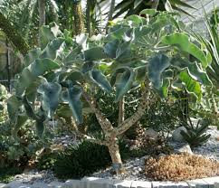 Kalanchoe Beharensis Is A Large Growing Member Of The Kalanchoe Family Of Succulents The Leaves Are So Plants Succulent Landscape Design Succulent Landscaping
