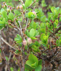 Image result for Vaccinium madagascariense