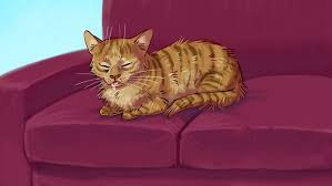 Unlike when cats rub their head against you to show affection, head pressing happens for no apparent reason and could signal a serious health issue. 7 Possible Reasons Why Your Pet Could Be Pressing Its Head Against The Wall