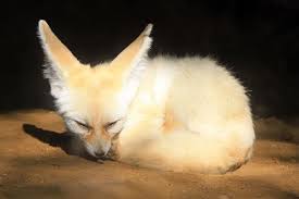 My kids and i ordered an ootheca and we observed the hatchlings. 10 Unusual Pets You Can Own