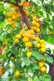 Peach trees do best in full sun—at least 6 hours per day—and good airflow. 10 Fastest Growing Fruit Trees For Your Backyard Orchard Gardening Chores